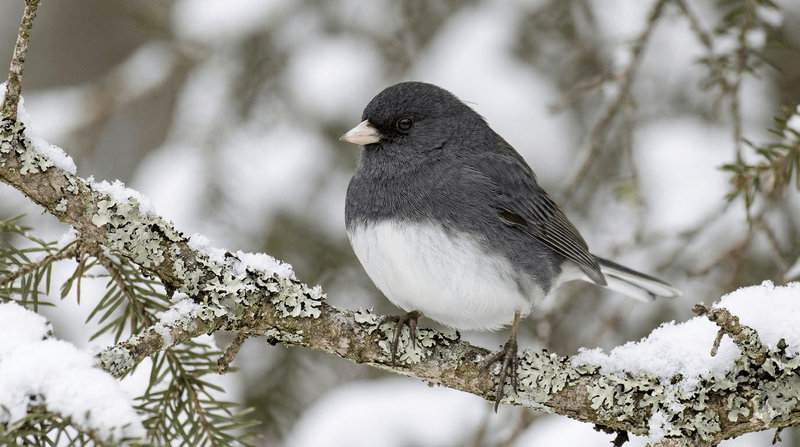 Dark-eyed Junco